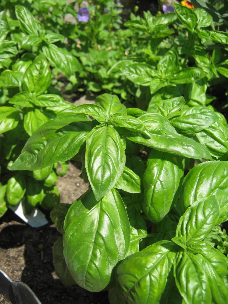 Basil 002