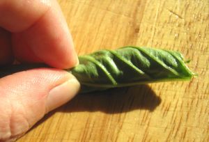 Chiffonade of basil 002